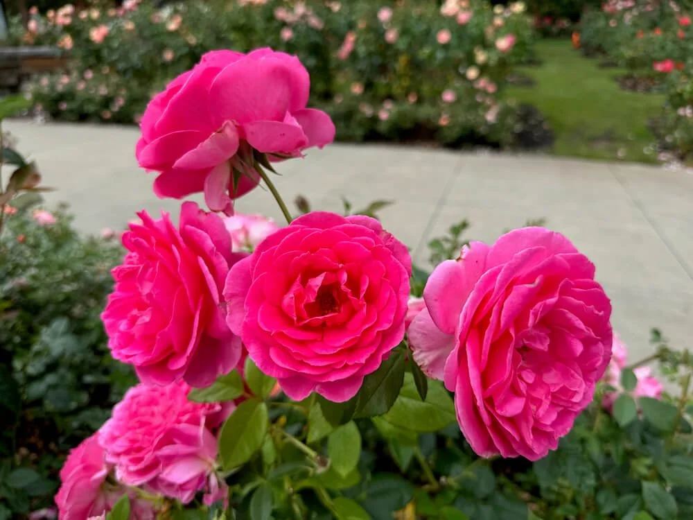 Rosa 'Paradise' (Paradise Hybrid Tea Rose) — Northwest Blooms